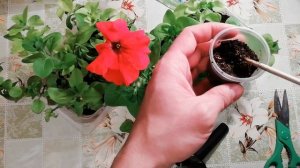 ЧЕРЕНКОВАНИЕ ПЕТУНИИ. ТРИ ШАГА к успешному черенкованию петунии.