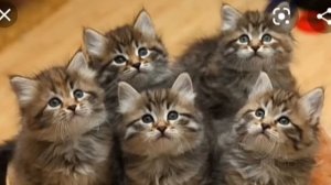 Cat Music| Котята поют Happy Birthday | клип от котиков