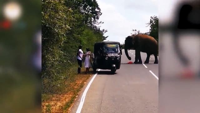 ЖИВОТНЫЕ АТАКУЮТ АВТОМОБИЛИ! Медведь, Носорог, Слон, Бегемот, Бык Против Машин смотреть онлайн