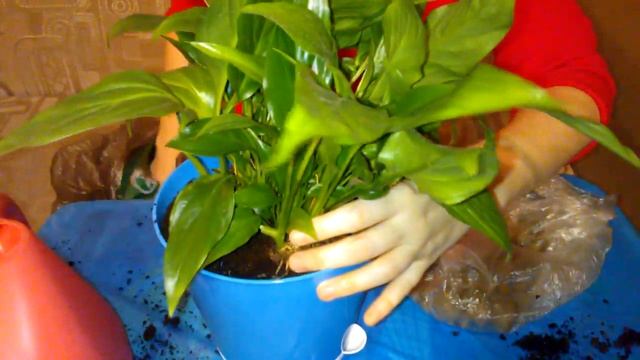 Спатифиллум пересадка смотреть онлайн