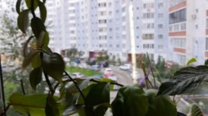 Переския - листовой кактус