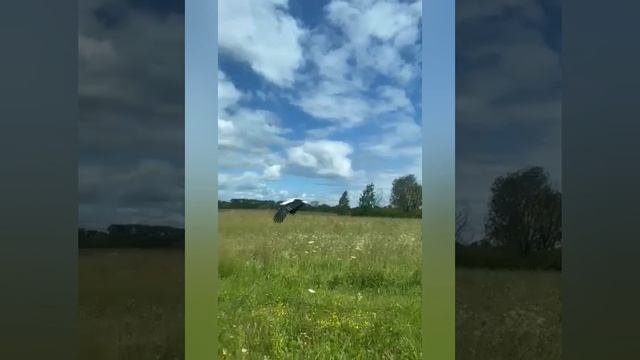 аист!!!!