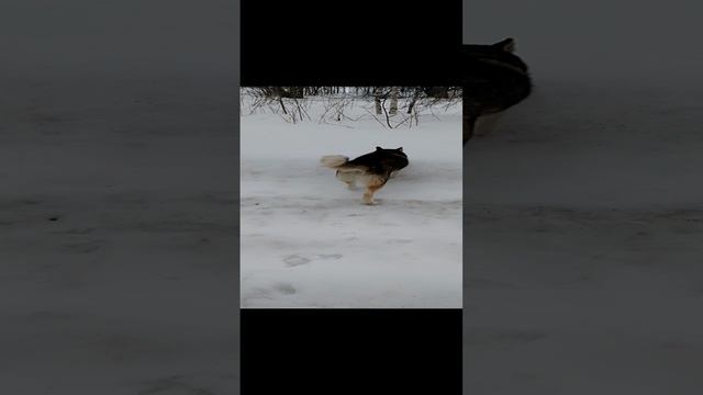 Хаски бесится