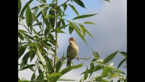ВЕСНА,где так много разлук.