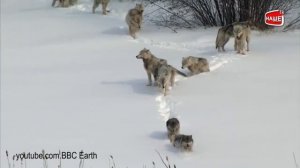 В Нижегородской области продолжается работа по снижению численности волков.