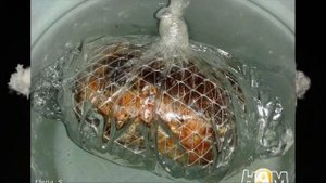 Домашняя ветчина из свиной шеи или мясной орех