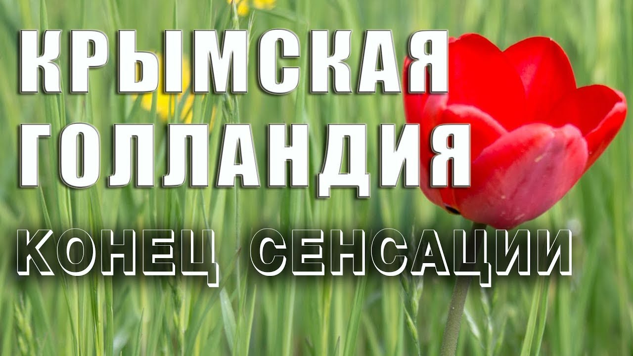 Что творится на САМОМ БОЛЬШОЕ В МИРЕ тюльпановое поле. КРЫМСКАЯ ГОЛЛАНДИЯ.