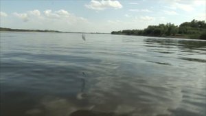 Ловля чехони на силиконовые приманки на Волге.