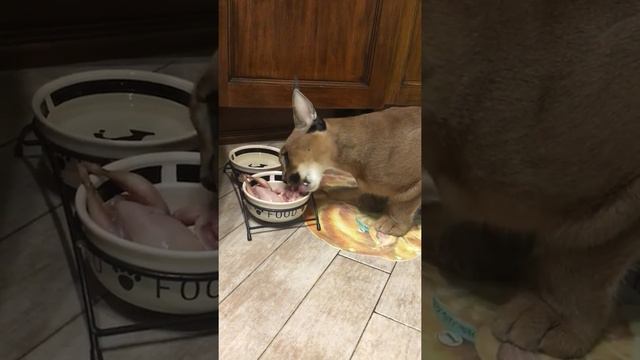 Каракал Гера ест перепелку3 смотреть онлайн