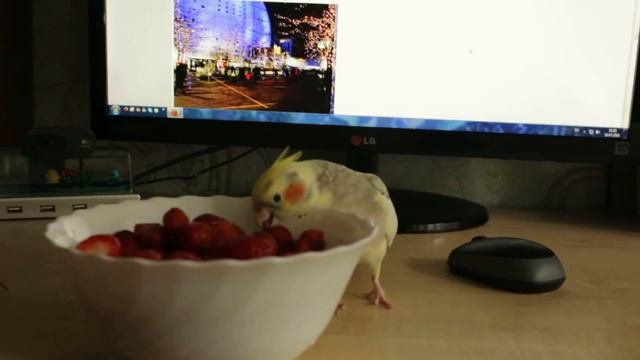 Корелла ест семена с клубники / Cockatiel Eats Strawberry Seeds