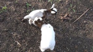 Коза ОЧЕНЬ сложно ОКАТИЛАСЬ. ДВА окота в ОДИН ДЕНЬ,