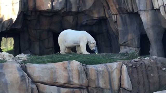 Chicago city walk, riverwalk and THE BEAN смотреть онлайн