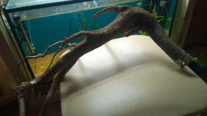 Подготовка коряги для аквариума чать 1