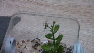 Муравьиная ферма #11. Эпична битва жнецов с пауком.