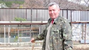 Посадка саженца киви/ Как растут киви в Ялте/ Купить саженцы киви/ Ялта/ Крым