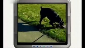 Доберман пинчер