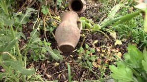 Хризантемы размножаем черенкованием.  Как укоренить черенки хризантем !?