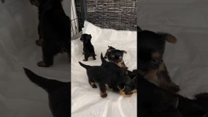 Йорки 1 месяц