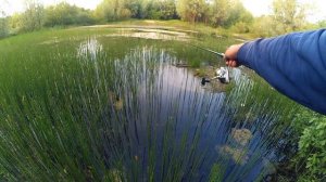 РОТАН в городском болоте! Болото заросло... Рыбалка летним вечером!