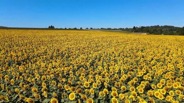 Surah Yaseen(Yasin) || Full Arabic Beautiful Recitation With Surah Rahman Yasin Yaseen смотреть онлайн