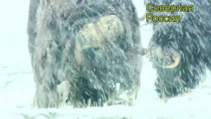 ОВЦЕБЫКИ (Россия)