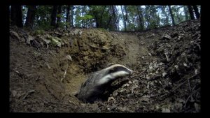 Барсук выходит из норы.The badger comes out of the hole.