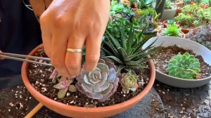 Terracotta Bowl Succulent Arrangement