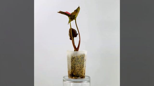 syngonium strawberry ice 2