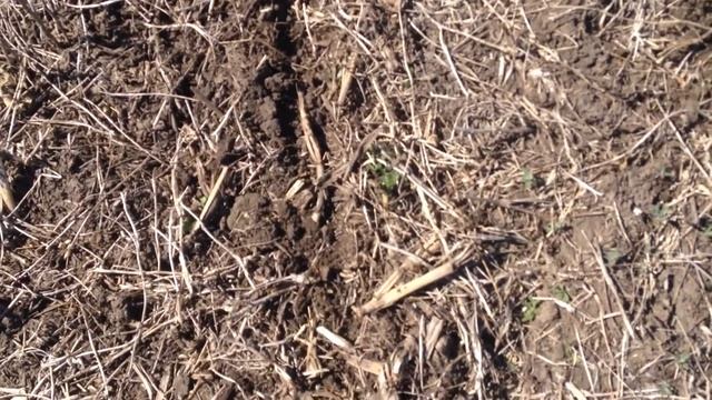 Посев подсолнуха технология ноу тил смотреть онлайн