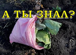 Как хранить КАПУСТУ зимой В ЯМАХ????