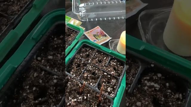 БАРБАРИС ЧЕРЕНКОВАНИЕ