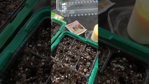 БАРБАРИС ЧЕРЕНКОВАНИЕ