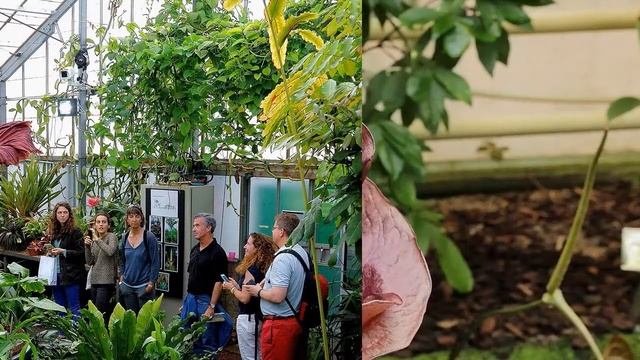 Можно ли выращивать аморфофаллус в качестве комнатного цветка смотреть онлайн