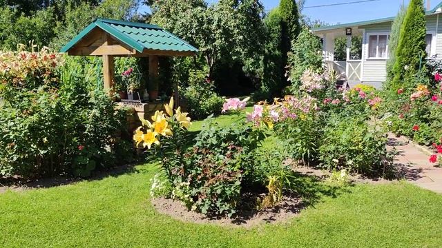 Сад в начале августа. Цветут гортензии, лилии, клематисы. Часть  первая. смотреть онлайн