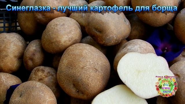 Синеглазка Картофель Купить