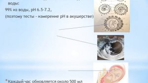 Лекция по гистологии. Внезародышевые органы: АМНИОН
