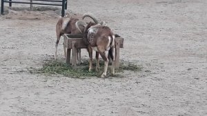 Urial | urial videos | Urial videos for kids | Urial Animals in zoo | urial in United kingdom