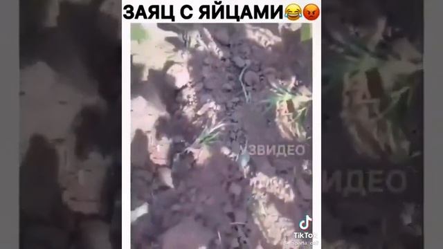 Этого зайца боятся даже волки