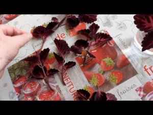 Как укоренить Колеусы в воде .