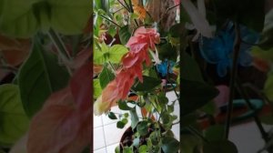 Лето, цветущая красавица белопероне капельная.