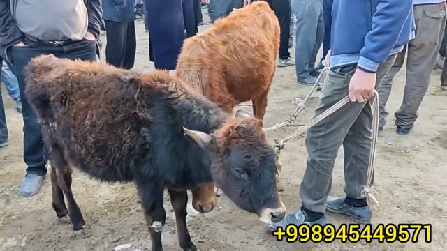 Buxoro viloyati Jondor tumani yakshanba mol bozori Yemlangan buqalar