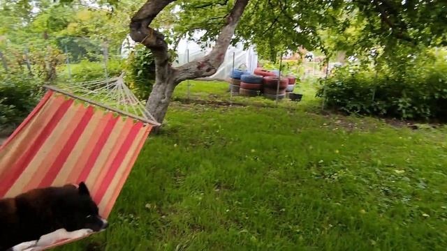 Наш яблоневый сад . Делаю чай с добавлением свежих листьев мяты . Отдыхаем с любимчиком на гамаке смотреть онлайн