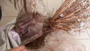 Распаковка!!! Жимолость из Бакчарского питомника. Бакчарский опорный пункт северного садоводства