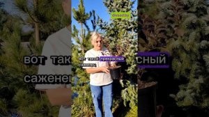 Вейгела