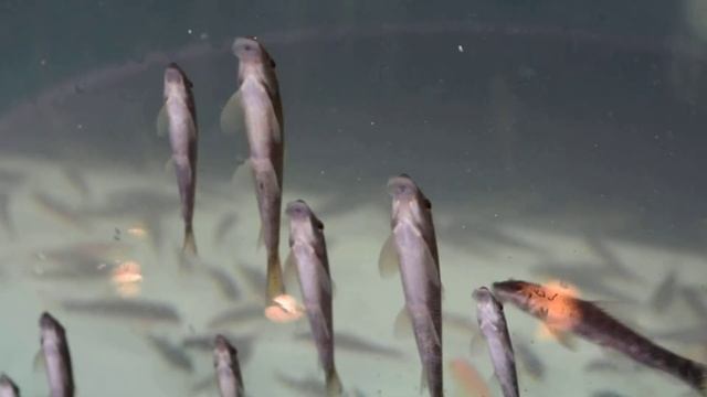 Гарра Руфа. Пилинг рыбками. Тайланд. Пхукет. смотреть онлайн