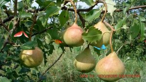 Груша плодовая Памяти Яковлева (pyrus communis) ? обзор: как сажать, саженцы груши Памяти Яковлева