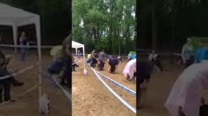 Наши домашние питомцы. Южнорусская овчарка. Выставка собак Москва добрый мир.