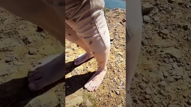Ручейник Байкал