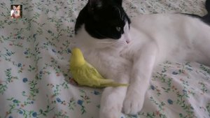 кошка умеет дружить с попугаем