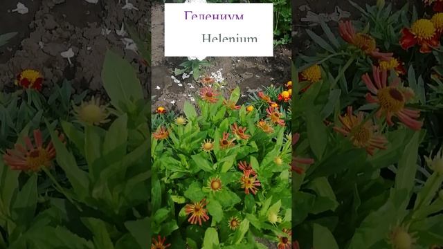 Гелениум (Helenium)?